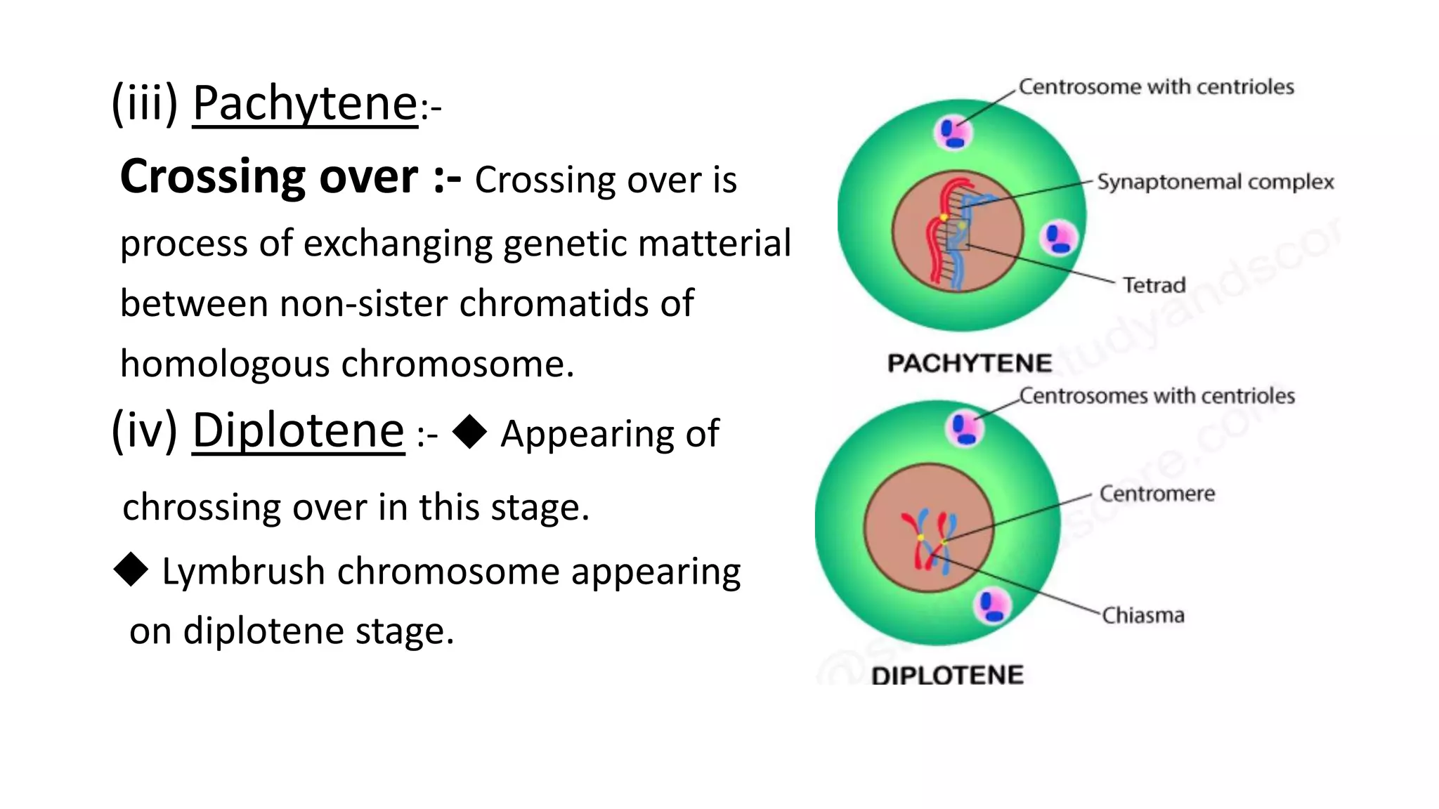 The cell cycle | PPTX