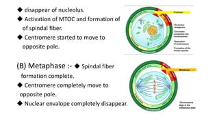 ◆ disappear of nucleolus.
◆ Activation of MTOC and formation of
of spindal fiber.
◆ Centromere started to move to
opposite pole.
(B) Metaphase :- ◆ Spindal fiber
formation complete.
◆ Centromere completely move to
opposite pole.
◆ Nuclear envalope completely disappear.
 