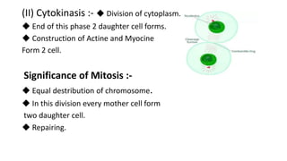 (II) Cytokinasis :- ◆ Division of cytoplasm.
◆ End of this phase 2 daughter cell forms.
◆ Construction of Actine and Myocine
Form 2 cell.
Significance of Mitosis :-
◆ Equal destribution of chromosome.
◆ In this division every mother cell form
two daughter cell.
◆ Repairing.
 