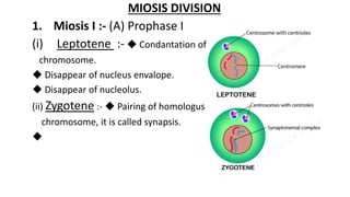 MIOSIS DIVISION
1. Miosis I :- (A) Prophase I
(i) Leptotene :- ◆ Condantation of
chromosome.
◆ Disappear of nucleus envalope.
◆ Disappear of nucleolus.
(ii) Zygotene :- ◆ Pairing of homologus
chromosome, it is called synapsis.
◆
 