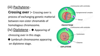(iii) Pachytene:-
Crossing over :- Crossing over is
process of exchanging genetic matterial
between non-sister chromatids of
homologous chromosome.
(iv) Diplotene :- ◆ Appearing of
chrossing over in this stage.
◆ Lymbrush chromosome appearing
on diplotene stage.
 