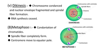 (v) Dikinesis :- ◆ Chromosome condanced
and nuclear envalope fragmented and spindal
fiber formation.
◆ RNA synthesis ceased.
(B)Metaphase I :- ◆ Condantation of
chromatides.
◆ Spindle fiber completely form.
◆ Centromere move to equater pole.
 