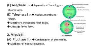 (C) Anaphase I :- ◆Separation of homologous
chromosome.
(D) Telophase I :- ◆ Nucleus membrane
reform.
◆ Kinatofore and spindle fiber disole.
◆ Cleavage farma form.
2. Miosis II :-
(A) Prophase II :- ◆ Condantation of chromatids.
◆ Disappear of nucleus envalope.
 