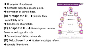 ◆ Disappear of nucleolus.
◆ Centriole move to opposite poles.
◆ Formation of spindle fiber.
(B) Metaphase II :- ◆ Spindle fiber
completely form
◆ Condanced chromatids.
(C) Anaphase II :- ◆ Homologous chromo-
Some moved opposite pole.
◆ Separation of sister chromatids.
(D) Telophase II :- ◆ Nucleus envalope reform.
◆ Spindle fiber disole.
 