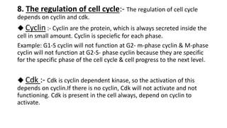 8. The regulation of cell cycle:- The regulation of cell cycle
depends on cyclin and cdk.
◆ Cyclin :- Cyclin are the protein, which is always secreted inside the
cell in small amount. Cyclin is speciefic for each phase.
Example: G1-S cyclin will not function at G2- m-phase cyclin & M-phase
cyclin will not function at G2-S- phase cyclin because they are specific
for the specific phase of the cell cycle & cell progress to the next level.
◆ Cdk :- Cdk is cyclin dependent kinase, so the activation of this
depends on cyclin.If there is no cyclin, Cdk will not activate and not
functioning. Cdk is present in the cell always, depend on cyclin to
activate.
 