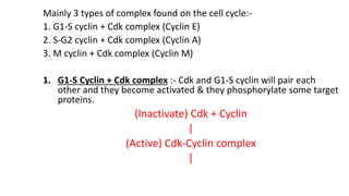 Mainly 3 types of complex found on the cell cycle:-
1. G1-S cyclin + Cdk complex (Cyclin E)
2. S-G2 cyclin + Cdk complex (Cyclin A)
3. M cyclin + Cdk complex (Cyclin M)
1. G1-S Cyclin + Cdk complex :- Cdk and G1-S cyclin will pair each
other and they become activated & they phosphorylate some target
proteins.
(Inactivate) Cdk + Cyclin
|
(Active) Cdk-Cyclin complex
|
 