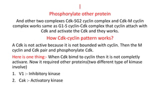|
Phosphorylate other protein
And other two complexes Cdk-SG2 cyclin complex and Cdk-M cyclin
complex works same as G1-S cyclin-Cdk complex that cyclin attach with
Cdk and activate the Cdk and they works.
How Cdk-cyclin pattern works?
A Cdk is not active because it is not bounded with cyclin. Then the M
cyclin and Cdk pair and phosphorylate Cdk.
Here is one thing:- When Cdk bimd to cyclin then it is not completly
activare. Now it required other proteins(two different type of kimase
involve)
1. V1 :- Inhibitory kinase
2. Cak :- Activatory kinase
 