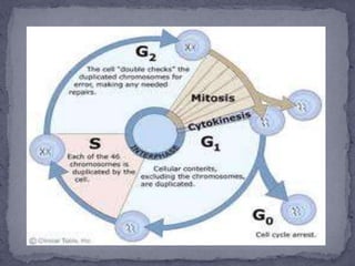 Cell Activity Process Cell activities | PPTX