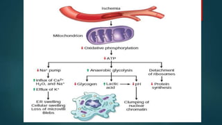 Cell adaptation & Cell injury and Cell death | PPTX