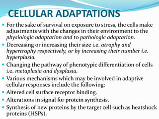CELLULAR ADAPTATIONS
 For the sake of survival on exposure to stress, the cells make
adjustments with the changes in their environment to the
physiologic adaptation and to pathologic adaptation.
 Decreasing or increasing their size i.e. atrophy and
hypertrophy respectively, or by increasing their number i.e.
hyperplasia.
 Changing the pathway of phenotypic differentiation of cells
i.e. metaplasia and dysplasia.
 Various mechanisms which may be involved in adaptive
cellular responses include the following:
 Altered cell surface receptor binding.
 Alterations in signal for protein synthesis.
 Synthesis of new proteins by the target cell such as heatshock
proteins (HSPs).
 