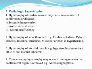 2. Pathologic hypertrophy
1. Hypertrophy of cardiac muscle may occur in a number of
cardiovascular diseases
i) Systemic hypertension
ii) Aortic valve disease
iii) Mitral insufficiency
2. Hypertrophy of smooth muscle e.g. Cardiac achalasia, Pyloric
stenosis, Intestinal strictures, Muscular arteries in hypertension.
3. Hypertrophy of skeletal muscle e.g. hypertrophied muscles in
athletes and manual labourers.
4. Compensatory hypertrophy may occur in an organ when the
contralateral organ is removed e.g. Adrenal hyperplasia.
 