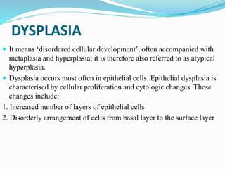 DYSPLASIA
 It means ‘disordered cellular development’, often accompanied with
metaplasia and hyperplasia; it is therefore also referred to as atypical
hyperplasia.
 Dysplasia occurs most often in epithelial cells. Epithelial dysplasia is
characterised by cellular proliferation and cytologic changes. These
changes include:
1. Increased number of layers of epithelial cells
2. Disorderly arrangement of cells from basal layer to the surface layer
 