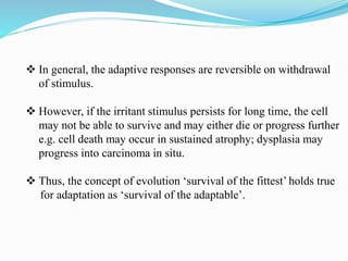  In general, the adaptive responses are reversible on withdrawal
of stimulus.
 However, if the irritant stimulus persists for long time, the cell
may not be able to survive and may either die or progress further
e.g. cell death may occur in sustained atrophy; dysplasia may
progress into carcinoma in situ.
 Thus, the concept of evolution ‘survival of the fittest’ holds true
for adaptation as ‘survival of the adaptable’.
 