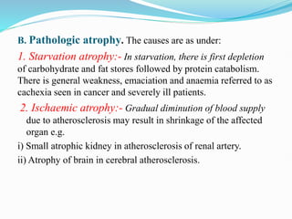 B. Pathologic atrophy. The causes are as under:
1. Starvation atrophy:- In starvation, there is first depletion
of carbohydrate and fat stores followed by protein catabolism.
There is general weakness, emaciation and anaemia referred to as
cachexia seen in cancer and severely ill patients.
2. Ischaemic atrophy:- Gradual diminution of blood supply
due to atherosclerosis may result in shrinkage of the affected
organ e.g.
i) Small atrophic kidney in atherosclerosis of renal artery.
ii) Atrophy of brain in cerebral atherosclerosis.
 
