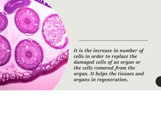 It is the increase in number of
cells in order to replace the
damaged cells of an organ or
the cells removed from the
organ. It helps the tissues and
organs in regeneration.
 