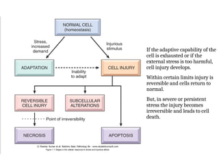 cell adaptation, fatty change and calcification.ppt