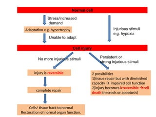 cell adaptation, fatty change and calcification.ppt