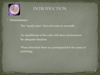 Homeostasis  : The “steady state” that cell exists in normally. An equilibrium of the cells with their environment    for adequate function. When disturbed there is a predisposal for the onset of  pathology. 