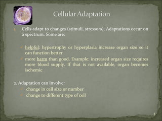 Cells adapt to changes (stimuli, stressors). Adaptations occur on a spectrum. Some are: helpful : hypertrophy or hyperplasia increase organ size so it can function better more  harm  than good. Example: increased organ size requires more blood supply. If that is not available, organ becomes ischemic 2. Adaptation can involve: change in cell size or number change to different type of cell 
