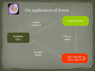 On application of Stress NORMAL CELL ADAPTATION CELL INJURY CELL DEATH Stress, demand Fails to adapt Injurious stress 