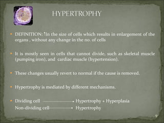 DEFINITION:  In the size of cells which results in enlargement of the organs , without any change in the no. of cells It is mostly seen in cells that cannot divide, such as skeletal muscle (pumping iron), and  cardiac muscle (hypertension).  These changes usually revert to normal if the cause is removed.  Hypertrophy is mediated by different mechanisms. Dividing cell  Hypertrophy + Hyperplasia Non-dividing cell Hypertrophy 