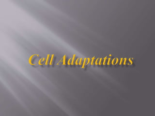 Cell adaptations