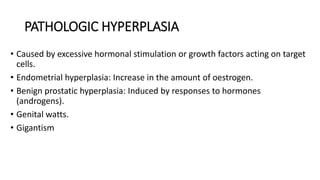 PATHOLOGIC HYPERPLASIA
• Caused by excessive hormonal stimulation or growth factors acting on target
cells.
• Endometrial hyperplasia: Increase in the amount of oestrogen.
• Benign prostatic hyperplasia: Induced by responses to hormones
(androgens).
• Genital watts.
• Gigantism
 