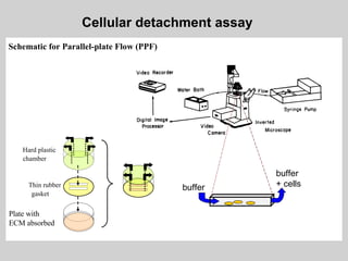Cellular detachment assay Schematic for Parallel-plate Flow (PPF) Hard plastic chamber Plate with ECM absorbed Thin rubber gasket buffer buffer + cells 