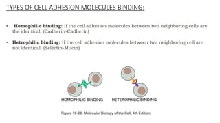 • Homophilic binding: If the cell adhesion molecules between two neighboring cells are
the identical. (Cadherin-Cadherin)
• Hetrophilic binding: If the cell adhesion molecules between two neighboring cell are
not identical. (Selectin-Mucin)
TYPES OF CELL ADHESION MOLECULES BINDING:
 