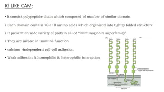 • It consist polypeptide chain which composed of number of similar domain
• Each domain contain 70-110 amino acids which organized into tightly folded structure
• It present on wide variety of protein called “immunoglobin superfamily”
• They are involve in immune function
• calcium -independent cell-cell adhesion
• Weak adhesion & homophilic & heterophilic interaction
IG LIKE CAM:
 