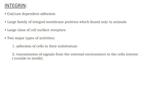 • Calcium dependent adhesion
• Large family of integral membrane proteins which found only in animals
• Large class of cell surface receptors
• Two major types of activities:
1. adhesion of cells to their substratum
2. transmission of signals from the external environment to the cells interior
( outside to inside)
INTEGRIN:
 