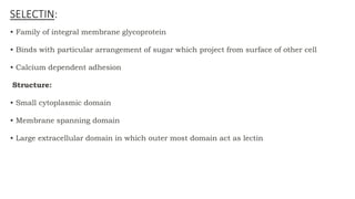 • Family of integral membrane glycoprotein
• Binds with particular arrangement of sugar which project from surface of other cell
• Calcium dependent adhesion
Structure:
• Small cytoplasmic domain
• Membrane spanning domain
• Large extracellular domain in which outer most domain act as lectin
SELECTIN:
 