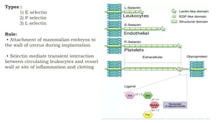 Types :
1) E selectin
2) P selectin
3) L selectin
Role:
• Attachment of mammalian embryos to
the wall of uterus during implantation
• Selectin mediate transient interaction
between circulating leukocytes and vessel
wall at site of inflammation and clotting
 