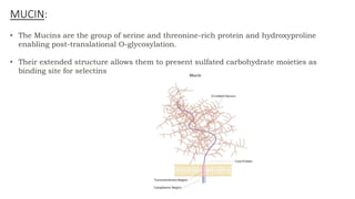 • The Mucins are the group of serine and threonine-rich protein and hydroxyproline
enabling post-translational O-glycosylation.
• Their extended structure allows them to present sulfated carbohydrate moieties as
binding site for selectins
MUCIN:
 