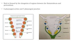• Neck is formed by the elongation of regions between the Stomatodeum and
pericardium.
• 6 pharyngeal arches and 5 pharyngeal pouches
 