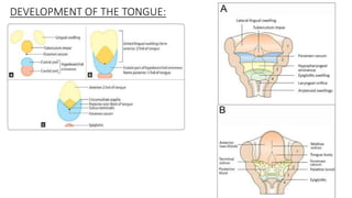 DEVELOPMENT OF THE TONGUE:
 