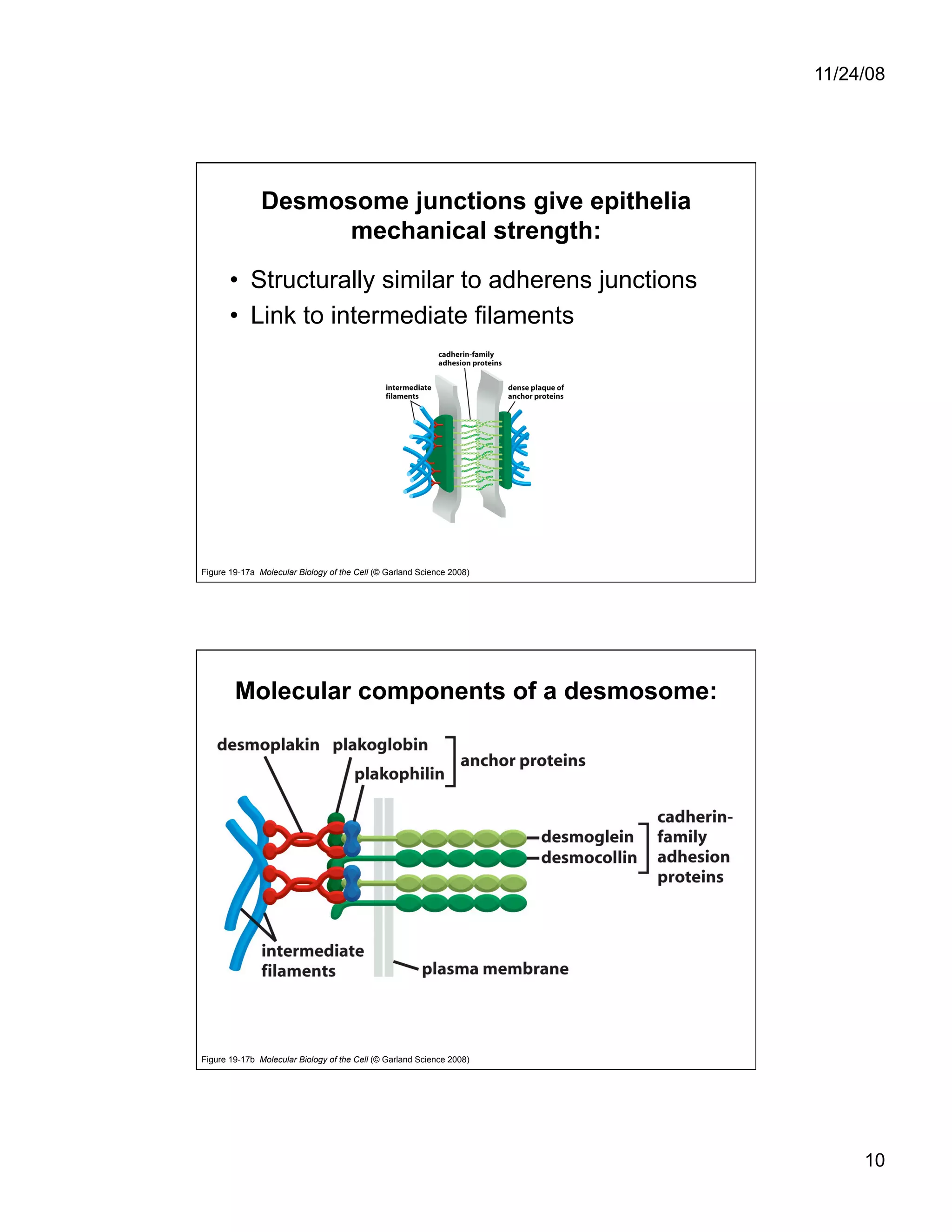 Cell Adhesion and Cell Migration