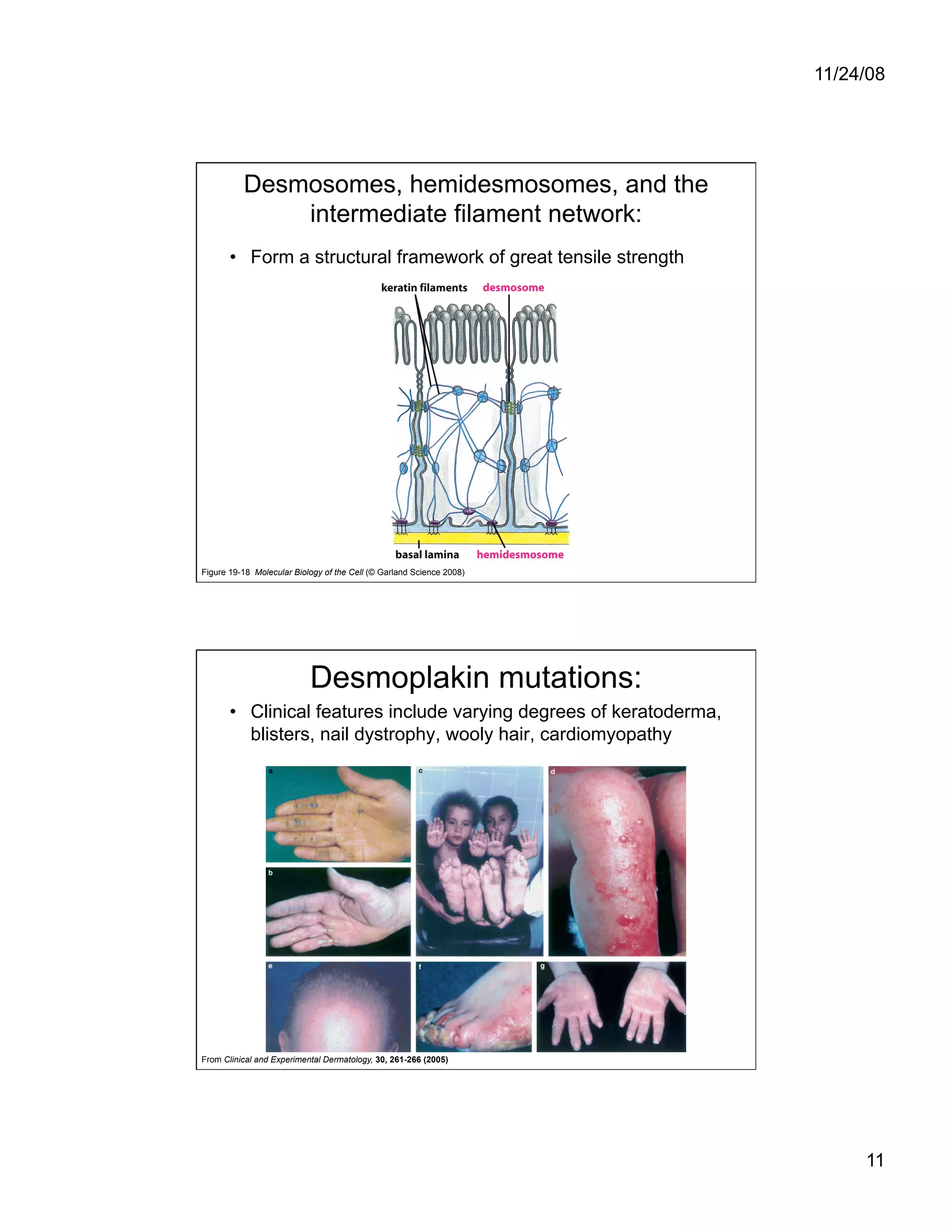 Cell Adhesion and Cell Migration
