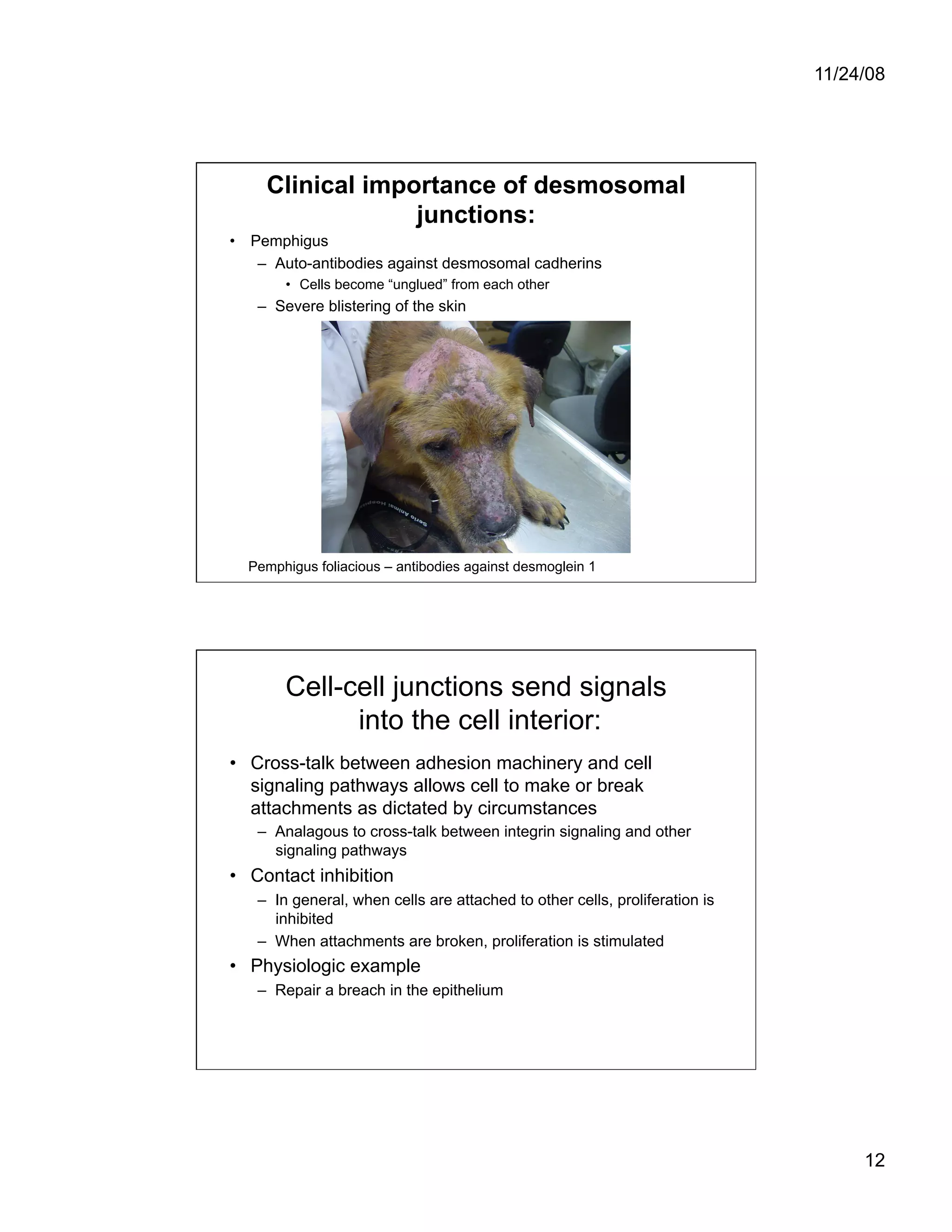 Cell Adhesion and Cell Migration