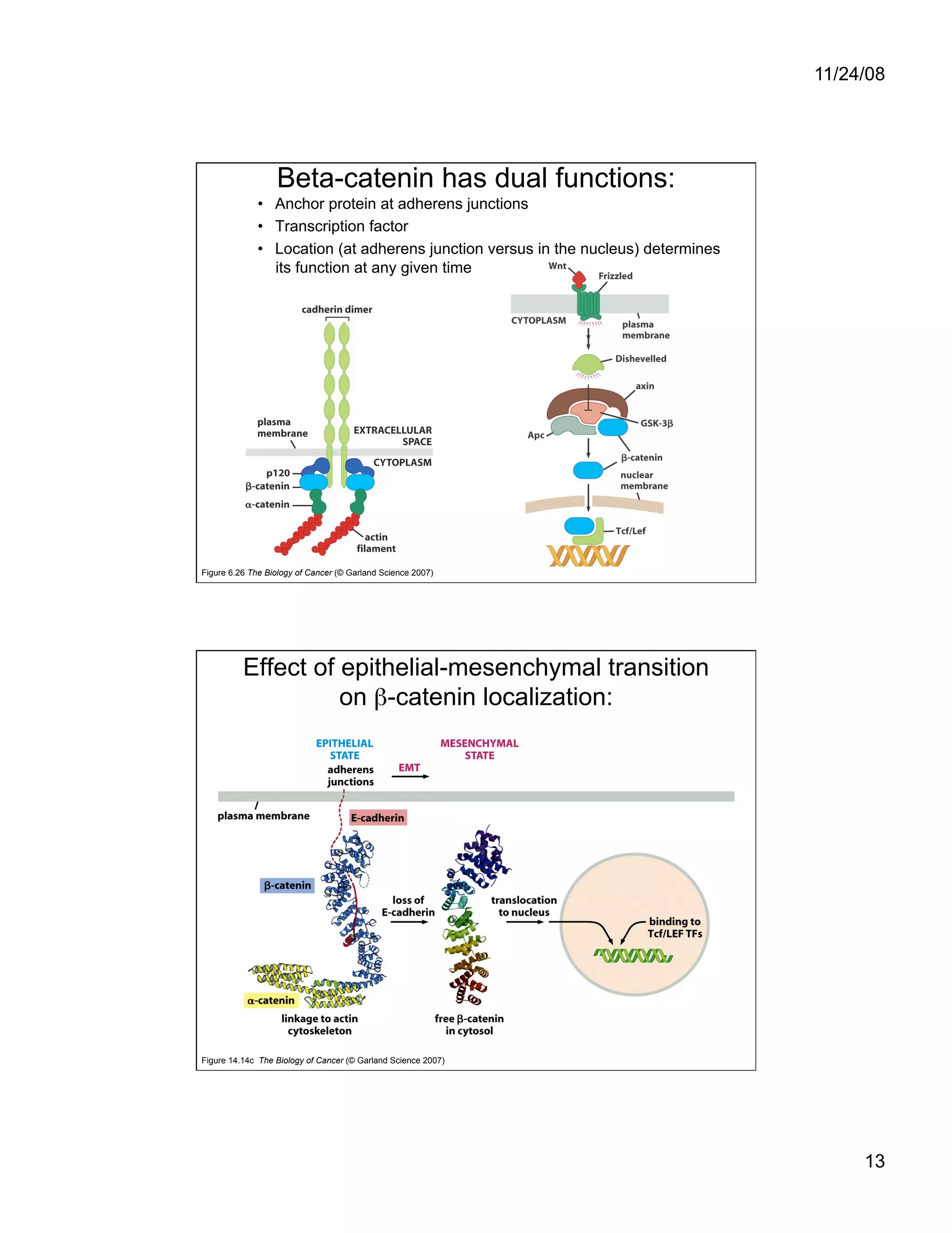 Cell Adhesion and Cell Migration