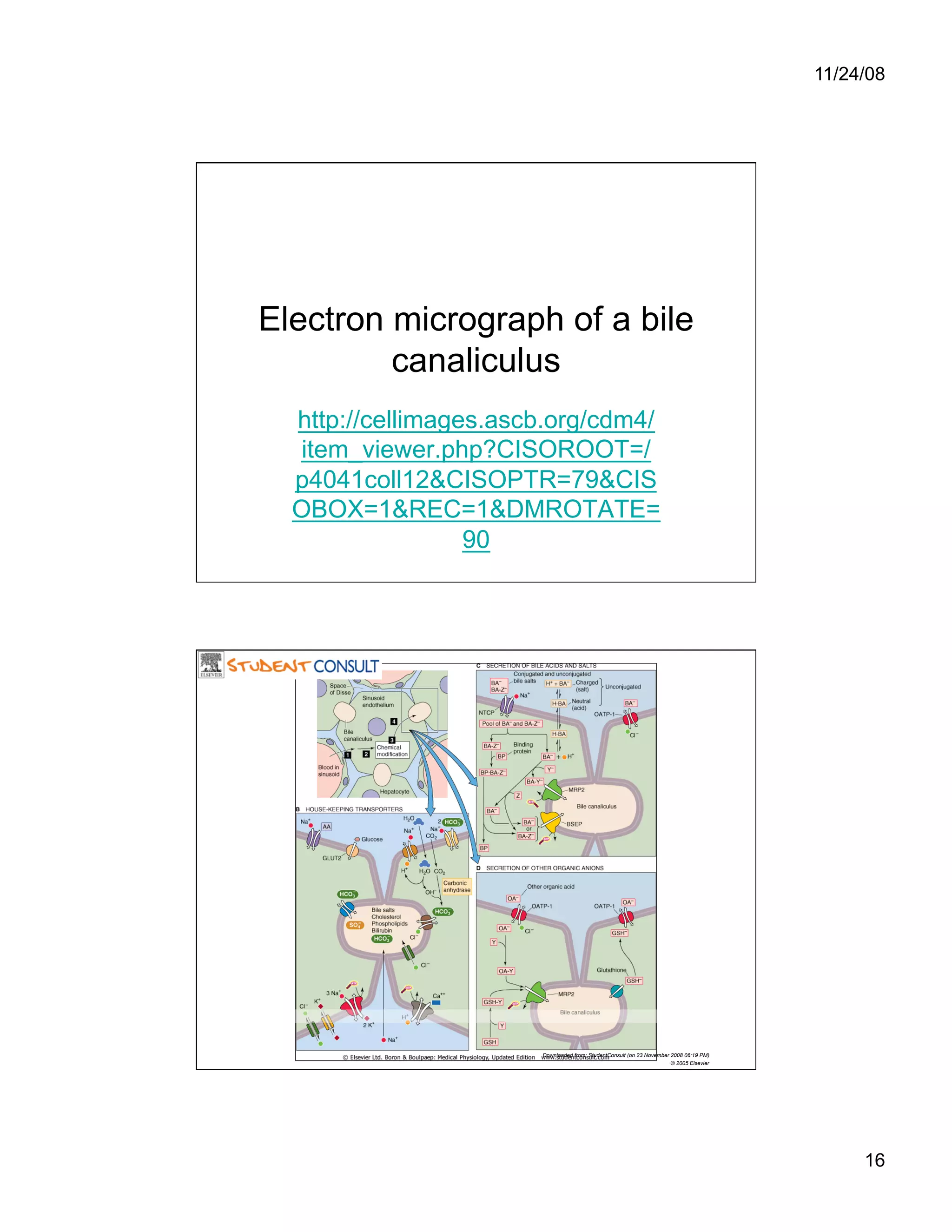 Cell Adhesion and Cell Migration