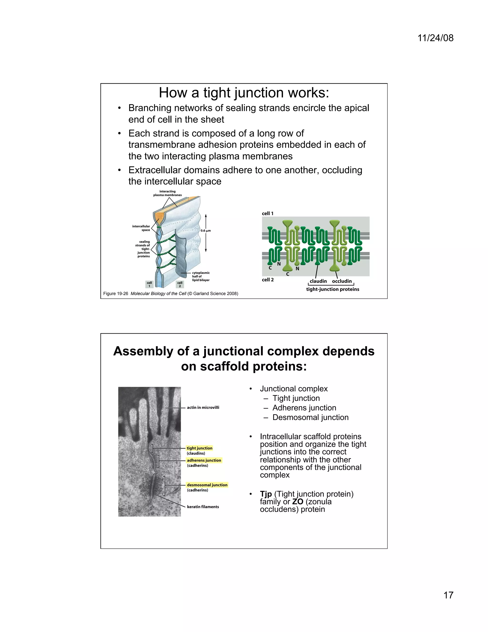 Cell Adhesion and Cell Migration