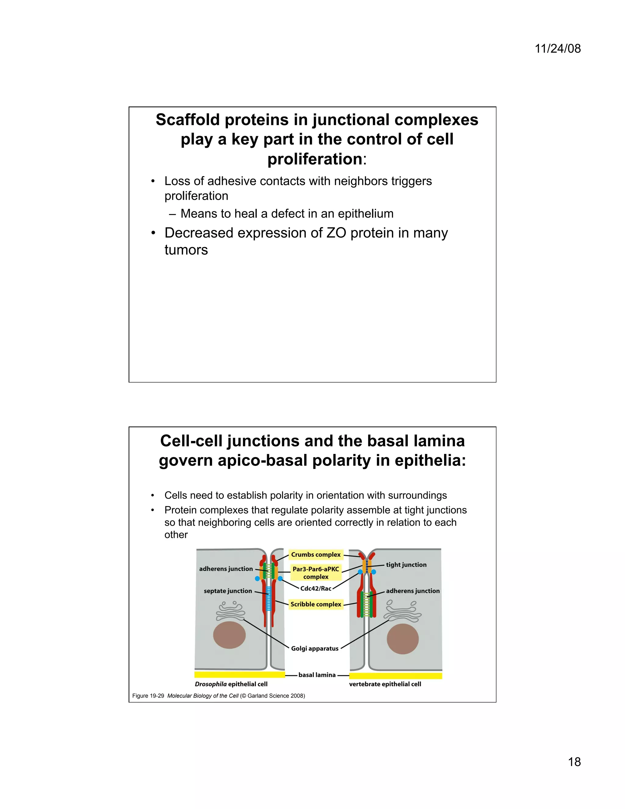 Cell Adhesion and Cell Migration