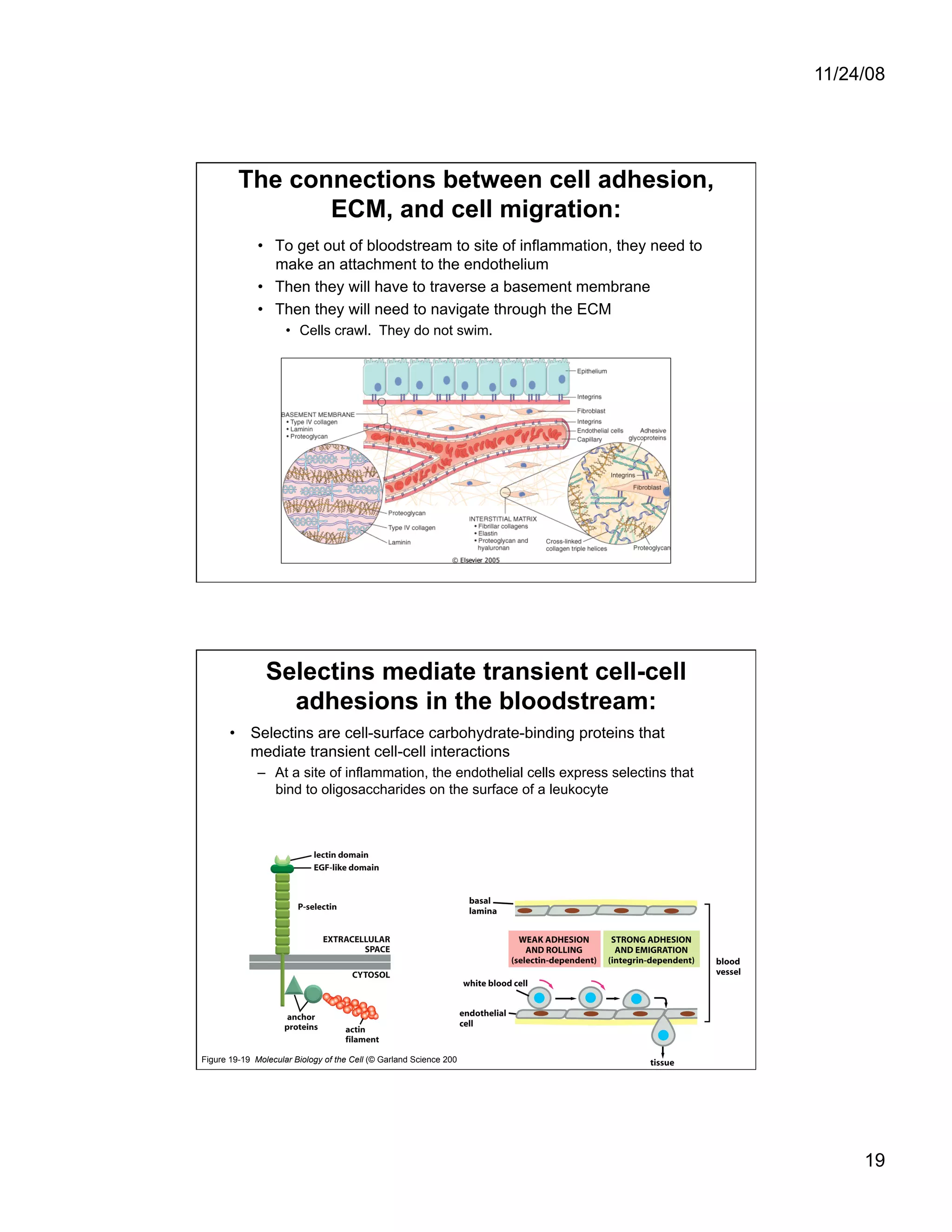 Cell Adhesion and Cell Migration