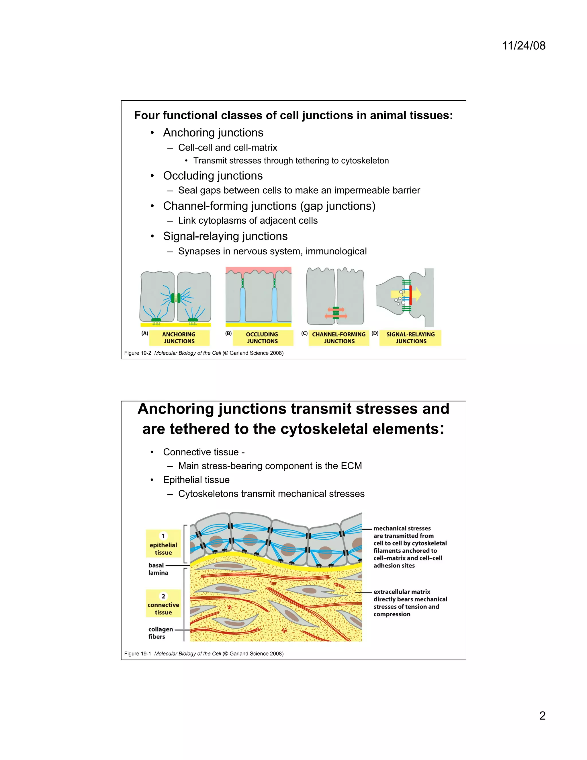 Cell Adhesion and Cell Migration