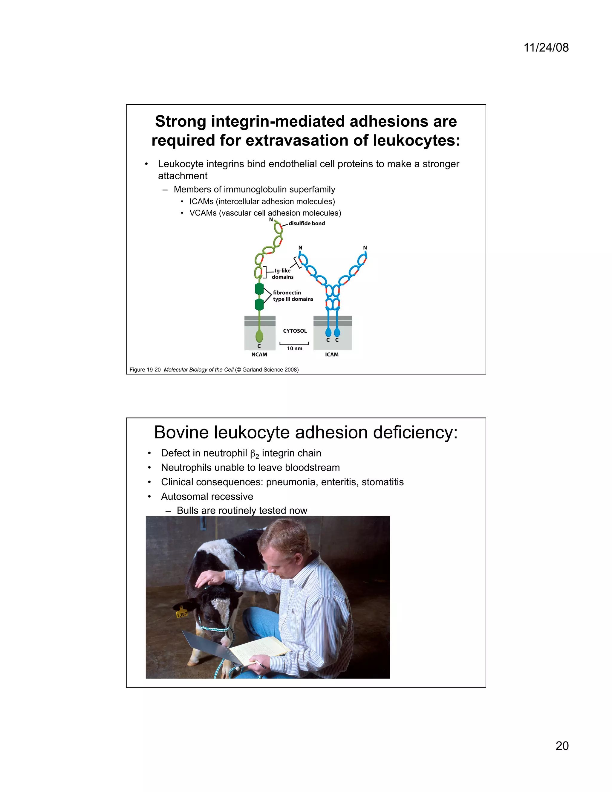 Cell Adhesion and Cell Migration