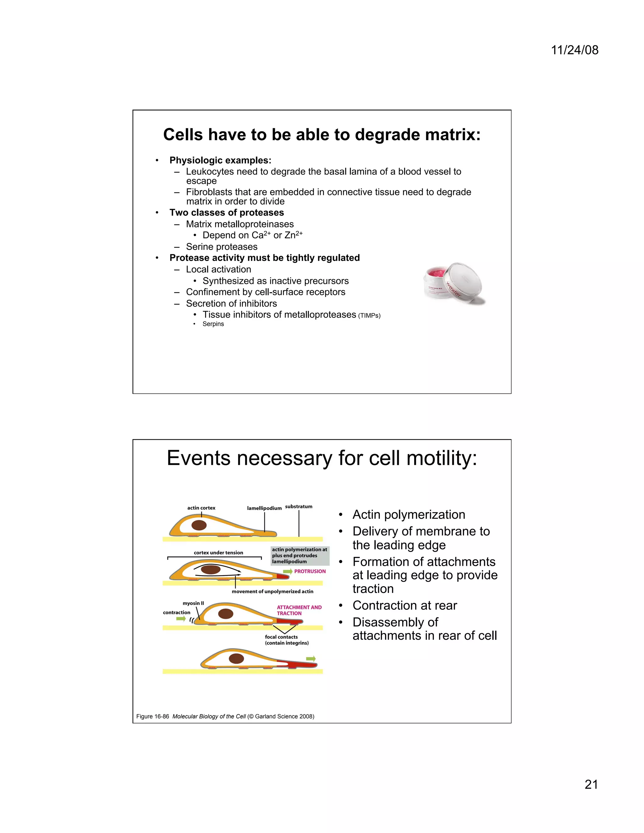 Cell Adhesion and Cell Migration