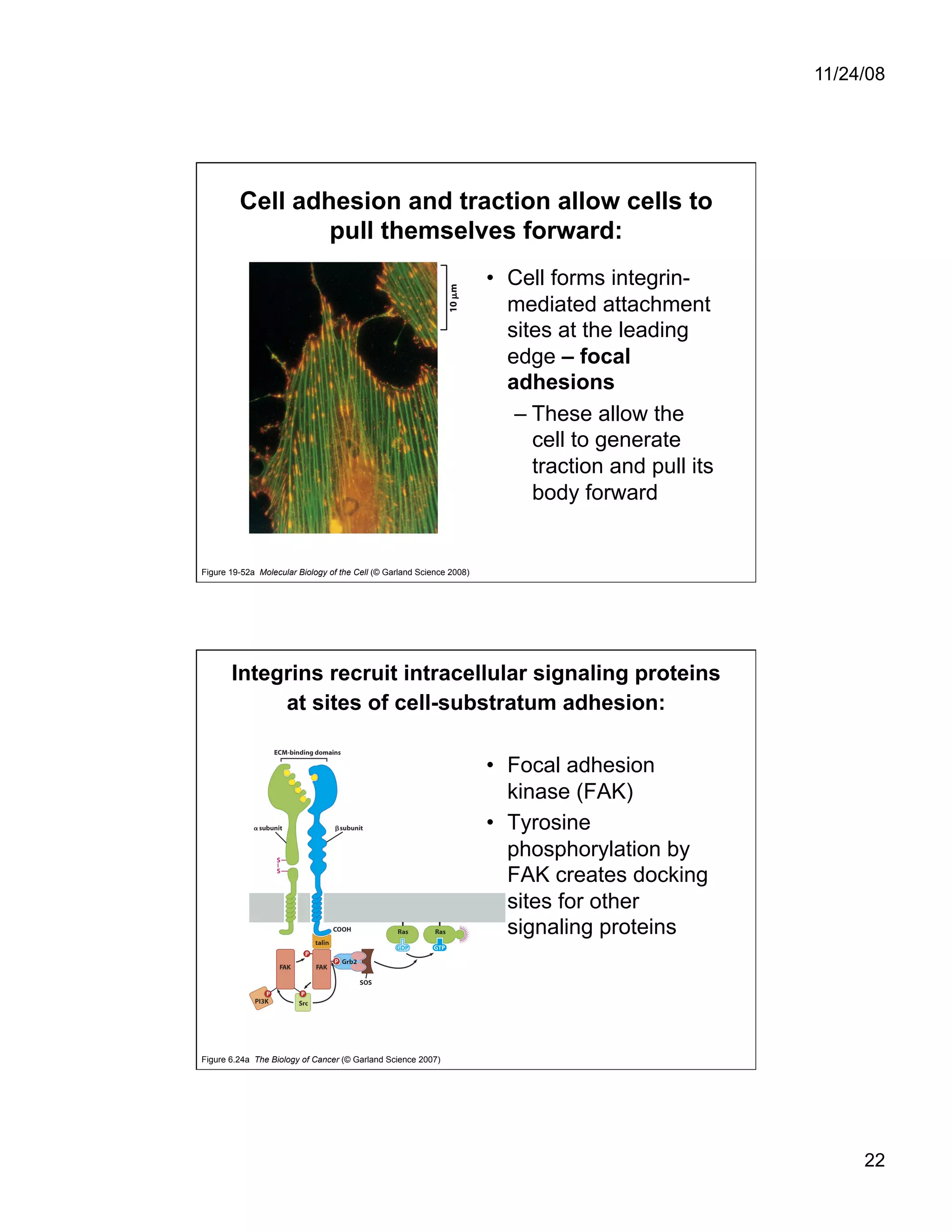 Cell Adhesion and Cell Migration