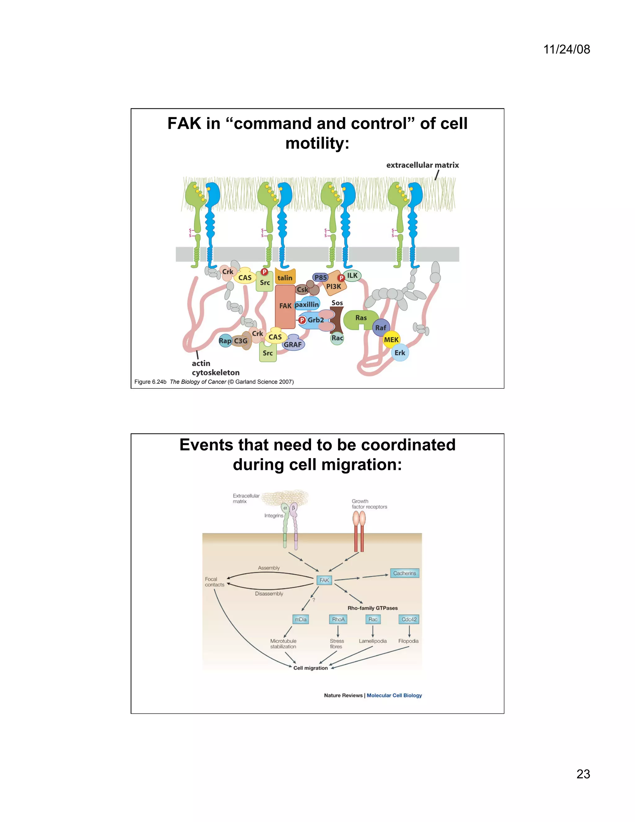 Cell Adhesion and Cell Migration
