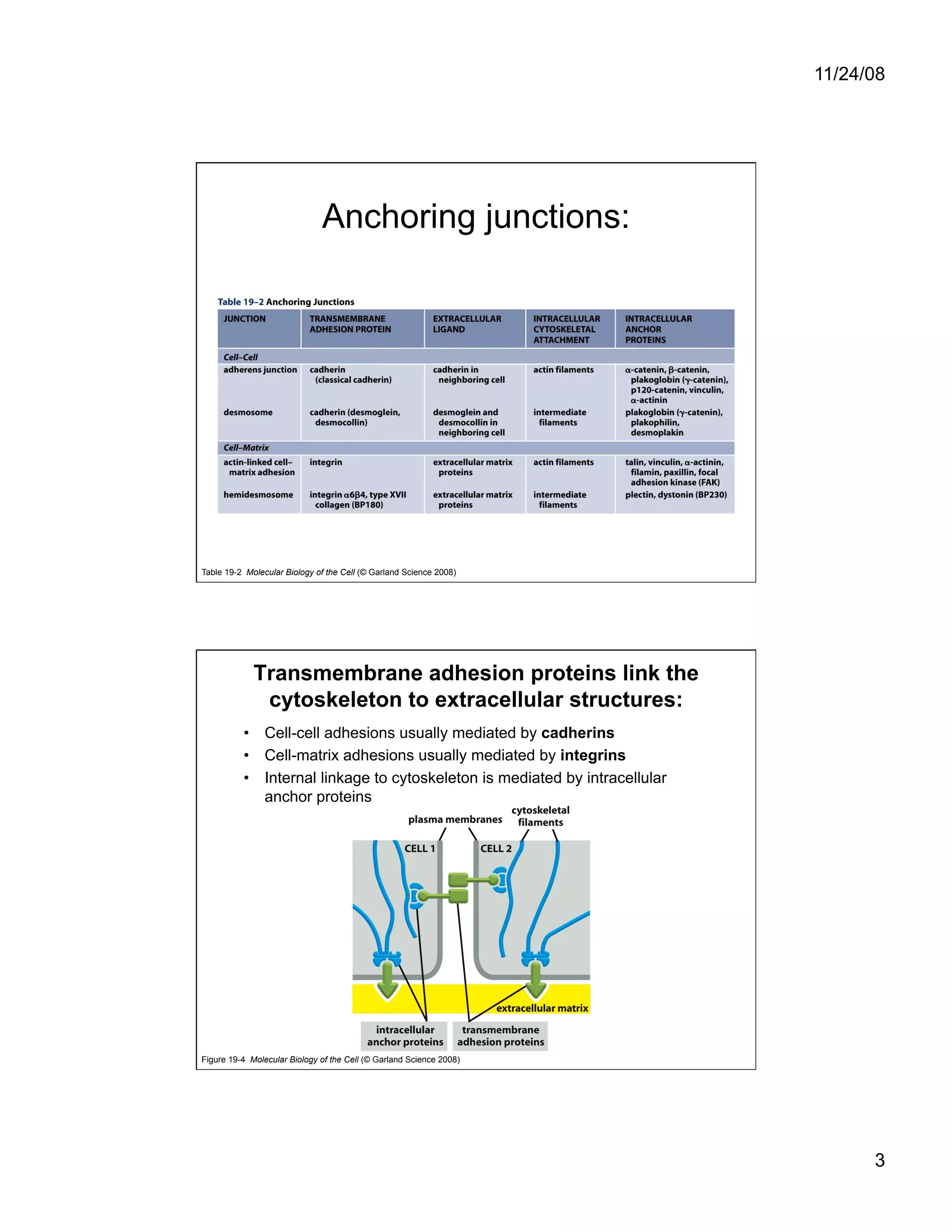 Cell Adhesion and Cell Migration